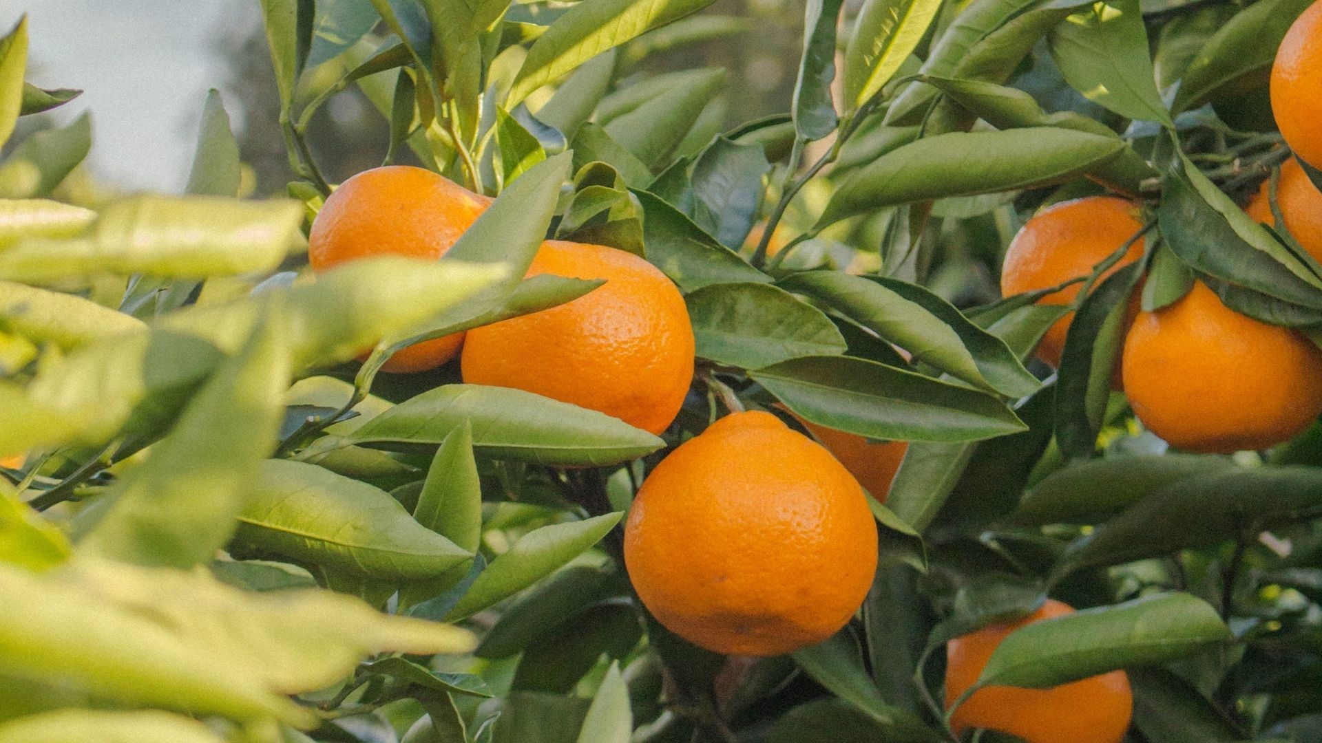 bio pomaranc